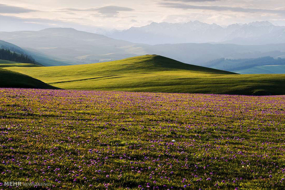 اخبار جالب,خبرهای جالب,خواندنی ها و دیدنی ها,سینکیانگ در شمال غربی چین