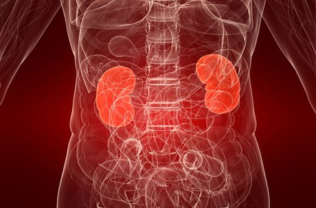 اخبار پزشکی,خبرهای پزشکی,مشاوره پزشکی,کلیه