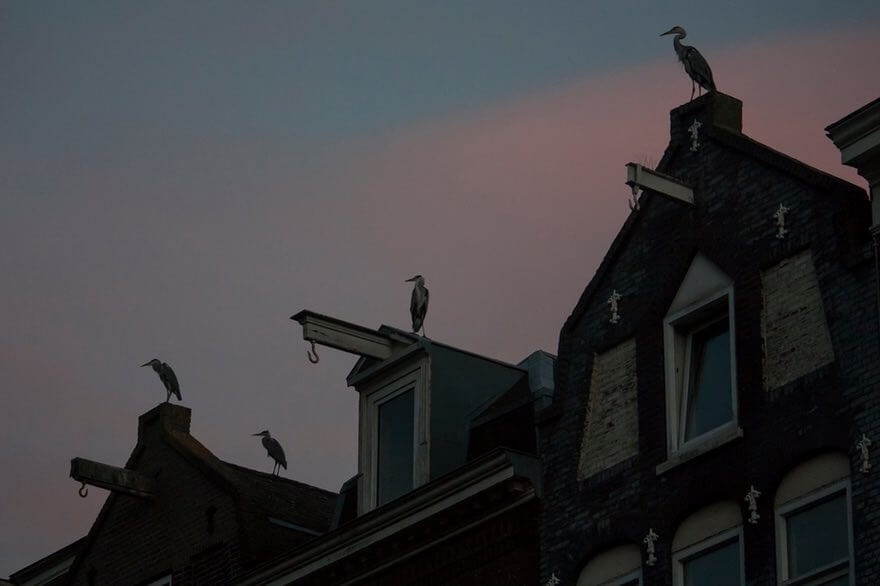 تصاویرزندگی لک‌لک‌ها درآمستردام,عکس های زندگی لک‌لک‌ها درآمستردام,تصاویرکوچ لک‌لک‌ها به آمستردام