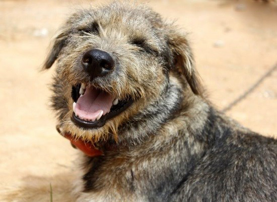 تصاویر خنده حیوانات,عکسهای خنده حیوانات,عکس خنده حیوانات