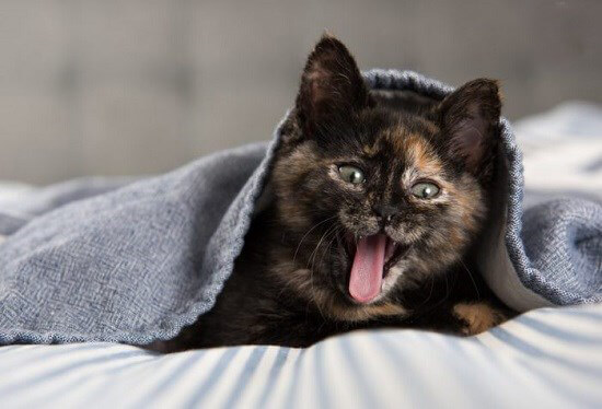 تصاویر خنده حیوانات,عکسهای خنده حیوانات,عکس خنده حیوانات