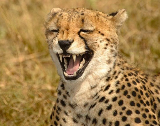 تصاویر خنده حیوانات,عکسهای خنده حیوانات,عکس خنده حیوانات