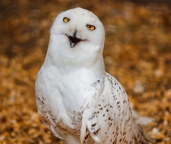 تصاویر خنده حیوانات,عکسهای خنده حیوانات,عکس خنده حیوانات