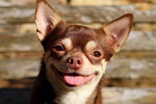 تصاویر خنده حیوانات,عکسهای خنده حیوانات,عکس خنده حیوانات