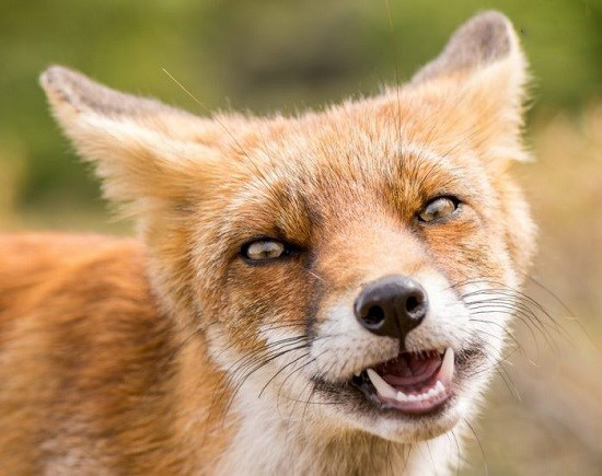 تصاویر خنده حیوانات,عکسهای خنده حیوانات,عکس خنده حیوانات