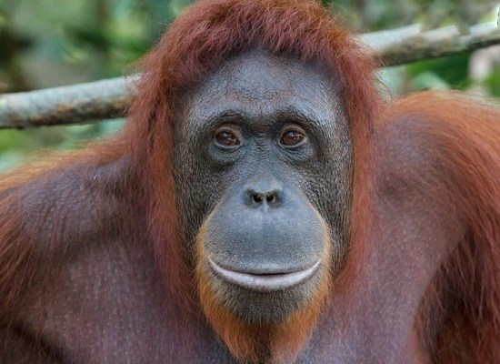 تصاویر خنده حیوانات,عکسهای خنده حیوانات,عکس خنده حیوانات