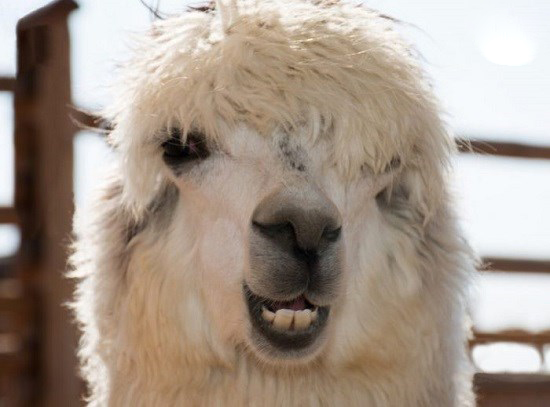 تصاویر خنده حیوانات,عکسهای خنده حیوانات,عکس خنده حیوانات