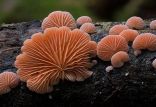 اخبار علمی,خبرهای علمی,طبیعت و محیط زیست,قارچ‌ درختی