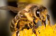 اخبار علمی,خبرهای علمی,طبیعت و محیط زیست,راهیابی و مسیریابی زنبورها