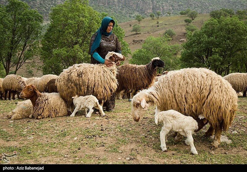 تصاویرکوچ عشایر لرستان,عکس های کوچ عشایرلرستان,عکس عشایرلرستان