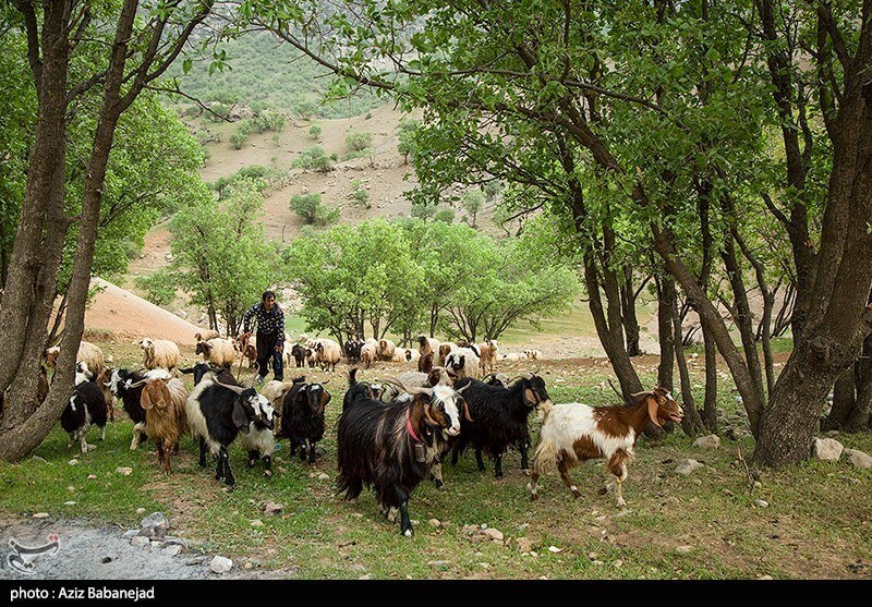 تصاویرکوچ عشایر لرستان,عکس های کوچ عشایرلرستان,عکس عشایرلرستان