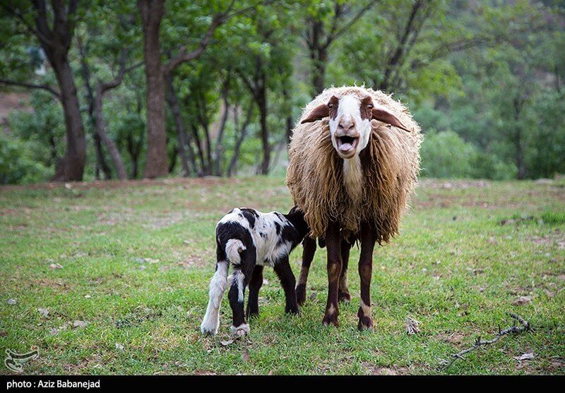 تصاویرکوچ عشایر لرستان,عکس های کوچ عشایرلرستان,عکس عشایرلرستان