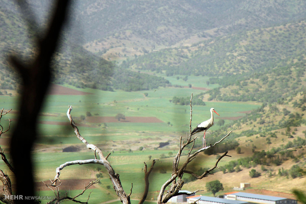 تصاویر لک لک ها در روستای مریوان,عکسهای لک لک ها در روستای مریوان,عکس لک لک ها در روستای مریوان