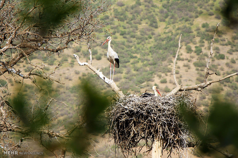 تصاویر لک لک ها در روستای مریوان,عکسهای لک لک ها در روستای مریوان,عکس لک لک ها در روستای مریوان