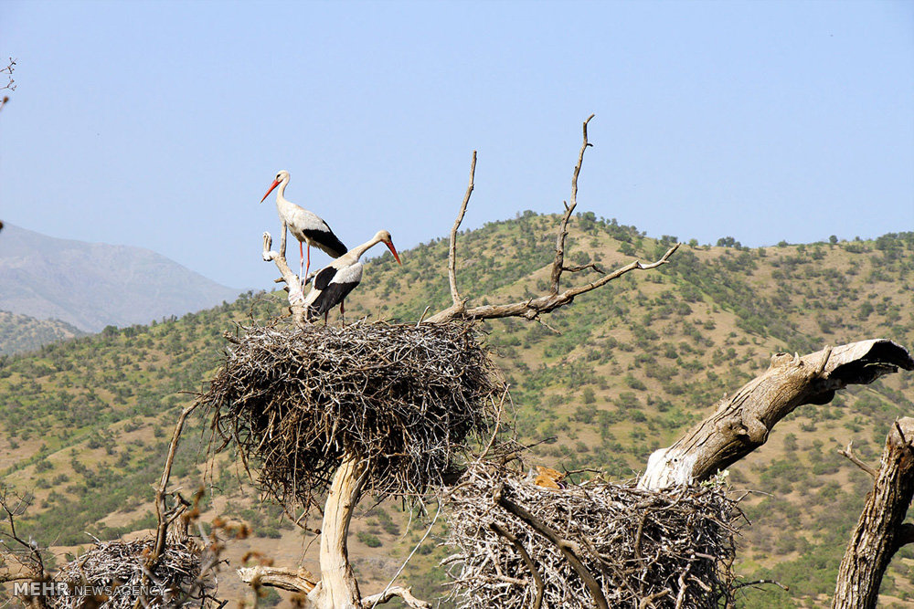 تصاویر لک لک ها در روستای مریوان,عکسهای لک لک ها در روستای مریوان,عکس لک لک ها در روستای مریوان