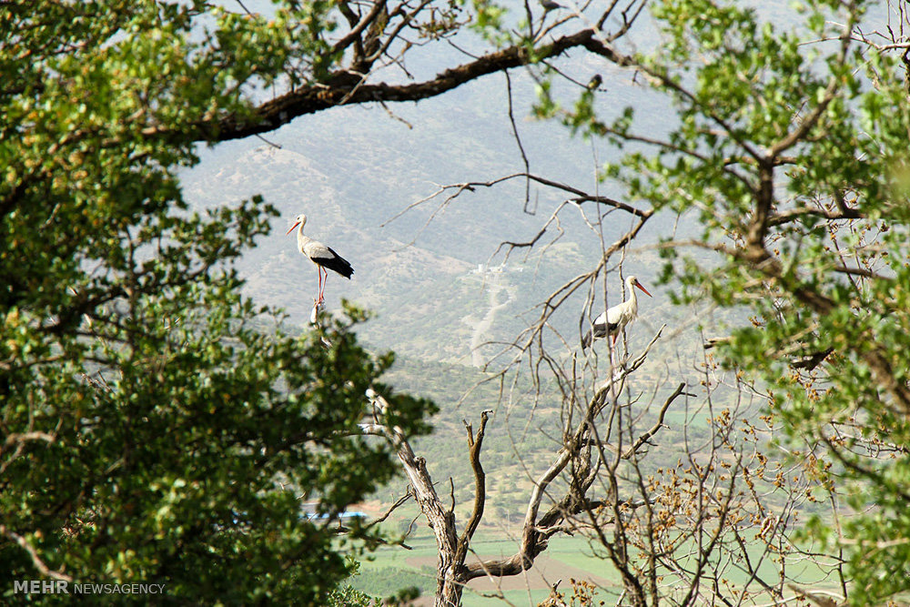 تصاویر لک لک ها در روستای مریوان,عکسهای لک لک ها در روستای مریوان,عکس لک لک ها در روستای مریوان