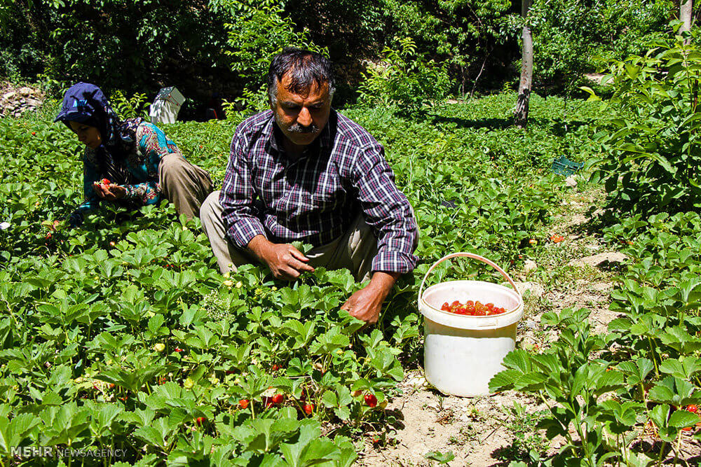 عکس های برداشت توت فرنگی در استان کردستان,تصاویر برداشت توت فرنگی در استان کردستان,عکس های مزارع توت فرنگی استان کردستان