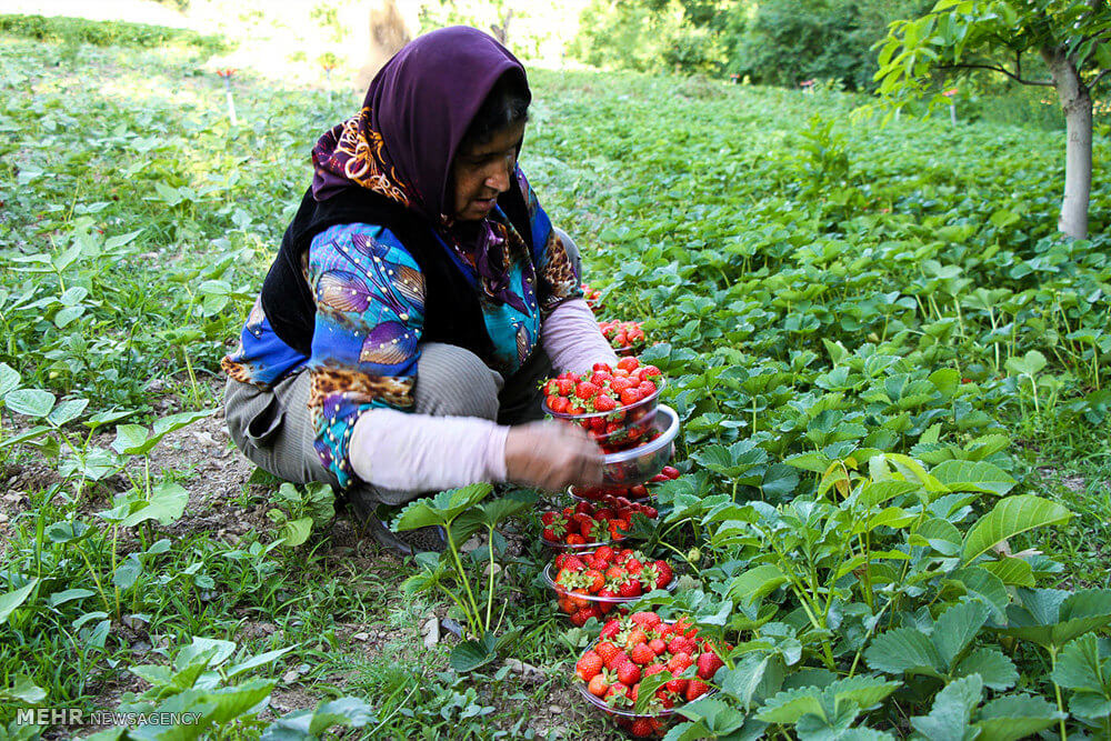 عکس های برداشت توت فرنگی در استان کردستان,تصاویر برداشت توت فرنگی در استان کردستان,عکس های مزارع توت فرنگی استان کردستان