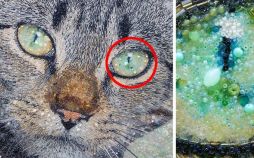 تصاویر پرتره های حیوانات,عکسهای پرتره های حیوانات,عکس پرتره های حیوانات