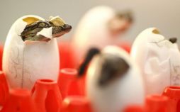 تصاویر پرورش کروکودیل در تایلند,عکس های پرورش کروکودیل در تایلند,عکس مزارع پرورش کروکودیل