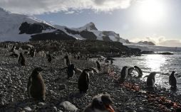 عکس یخ های شکننده قطبی,تصاویر یخ های شکننده قطبی,عکس یخ های قطب