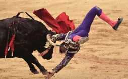 عکس رویارویی ماتادورها با گاوهای زخمی,تصاویر رویارویی ماتادورها با گاوهای زخمی,عکس گاوهای زخمی