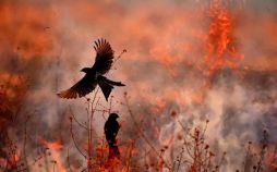 عکس های زیبا از طبیعت,تصاویر زیبا از حیات وحش,عکس های زیبا از طبیعت جهان