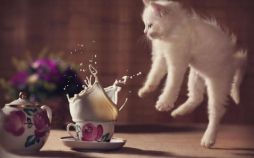 تصاویرصحنه های جالب گربه ها,عکس های صحنه های خنده دارگربه ها,تصاویرشکار لحظه های خنده دارگربه ها,