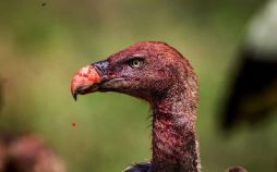 تصاویر حیات وحش,عکسهای حیات وحش,عکس حیات وحش