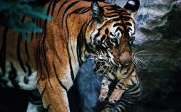 تصاویر گونه های درحال انقراض,عکسهای گونه های درحال انقراض,عکس گونه های در حال انقراض