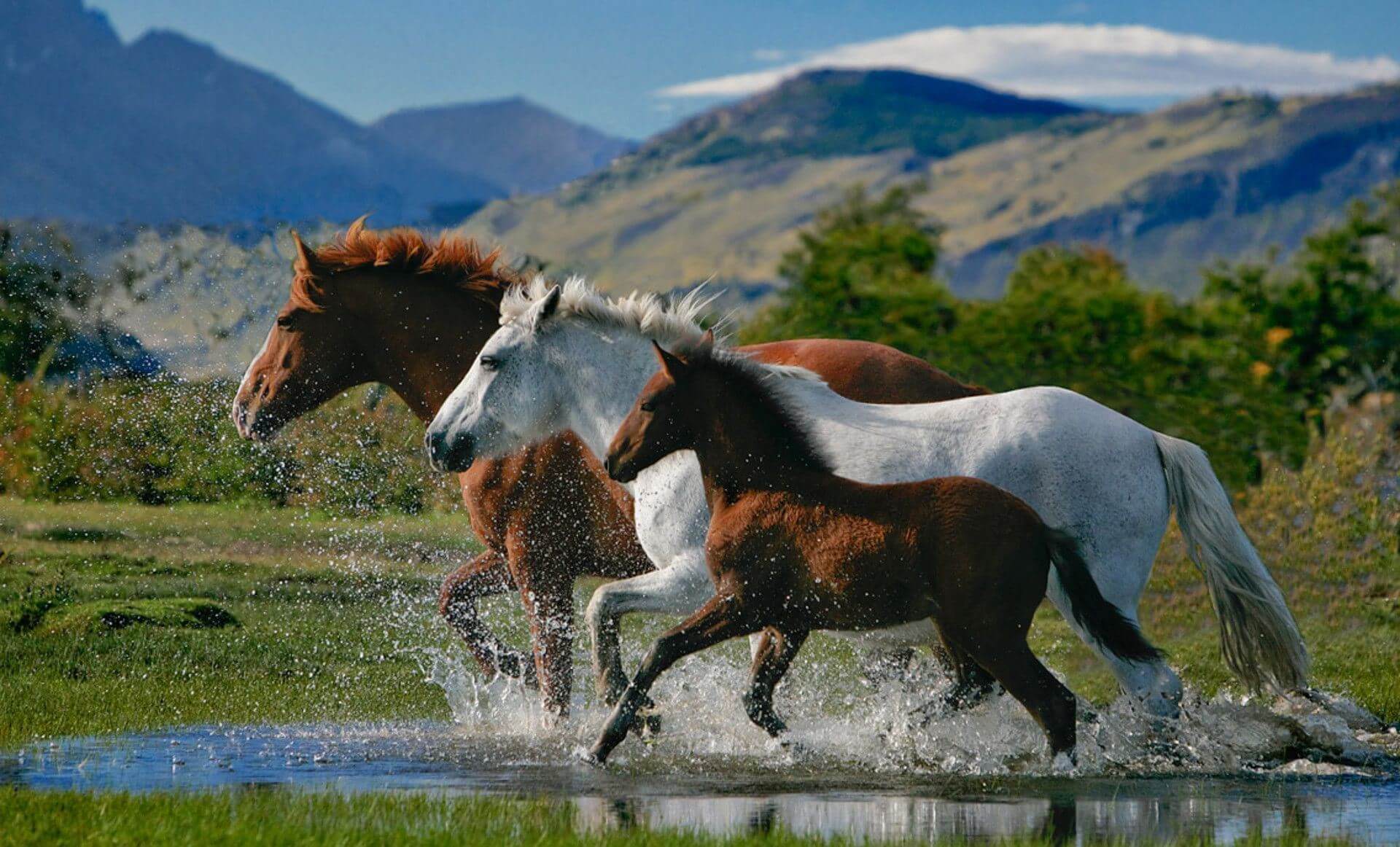 اسب،خواندنی ها و دیدنی ها،خبرهای جالب،اخبار جالب اخبار جالب,خبرهای جالب,خواندنی ها و دیدنی ها,اسب
