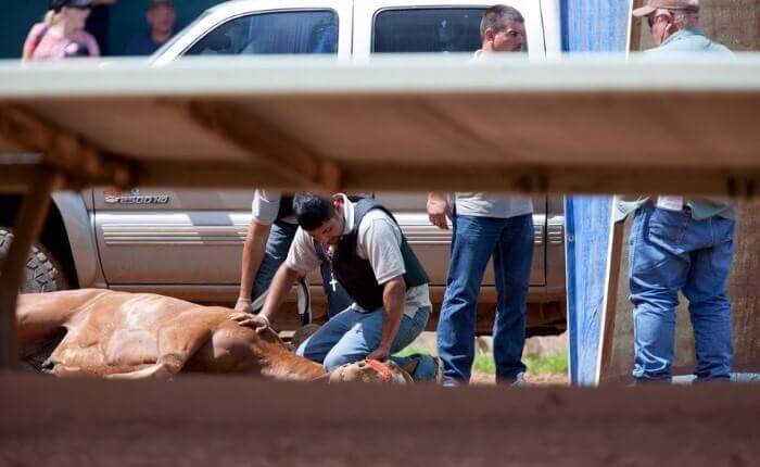 اسب،خواندنی ها و دیدنی ها،خبرهای جالب،اخبار جالب اخبار جالب,خبرهای جالب,خواندنی ها و دیدنی ها,اسب