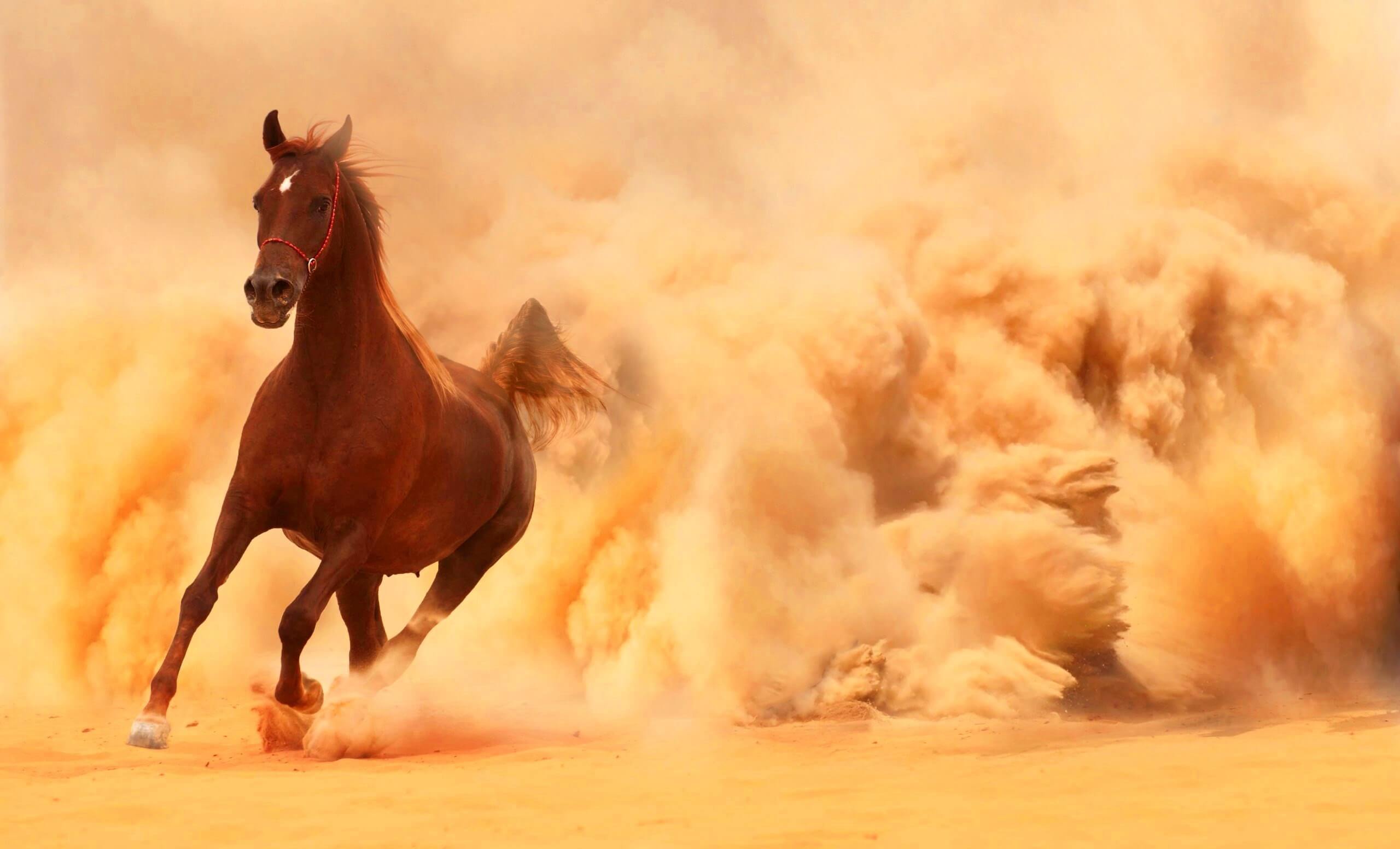 اسب،خواندنی ها و دیدنی ها،خبرهای جالب،اخبار جالب اخبار جالب,خبرهای جالب,خواندنی ها و دیدنی ها,اسب