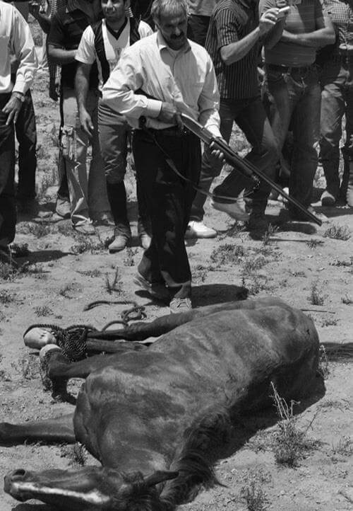 اسب،خواندنی ها و دیدنی ها،خبرهای جالب،اخبار جالب اخبار جالب,خبرهای جالب,خواندنی ها و دیدنی ها,اسب