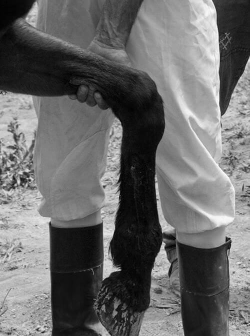 اسب،خواندنی ها و دیدنی ها،خبرهای جالب،اخبار جالب اخبار جالب,خبرهای جالب,خواندنی ها و دیدنی ها,اسب