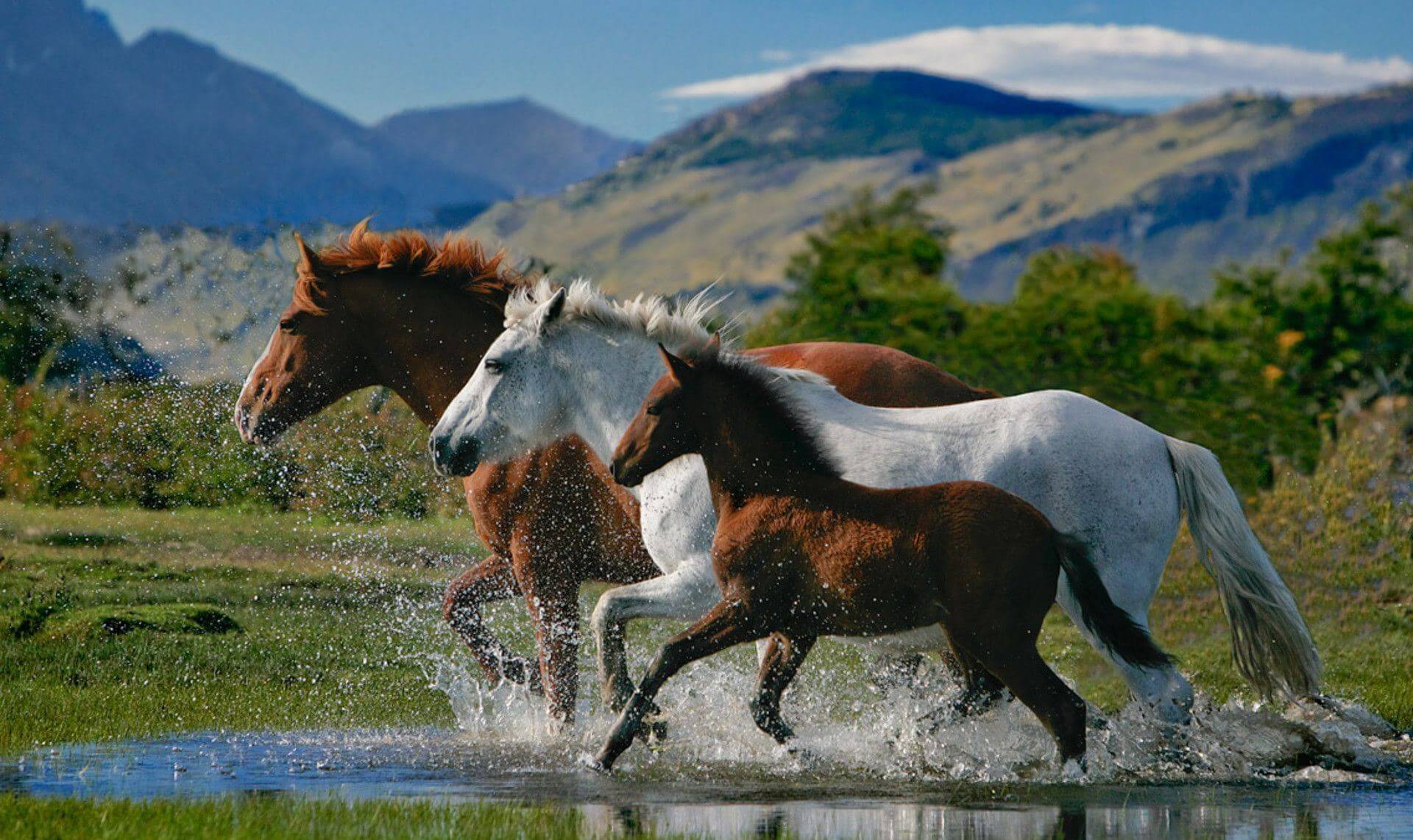 اسب،خواندنی ها و دیدنی ها،خبرهای جالب،اخبار جالب اخبار جالب,خبرهای جالب,خواندنی ها و دیدنی ها,اسب
