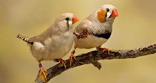 اخبار جالب,خبرهای جالب,خواندنی ها و دیدنی ها,فنچ های خانگی