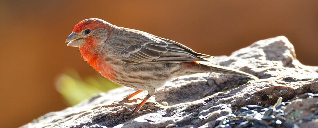 اخبار جالب,خبرهای جالب,خواندنی ها و دیدنی ها,فنچ های خانگی