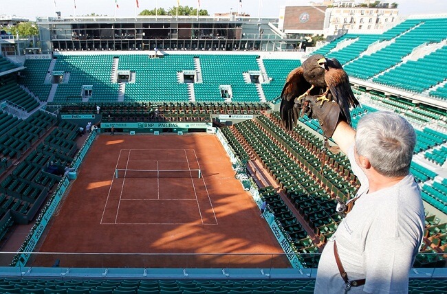 اخبار ورزشی,خبرهای ورزشی,ورزش,شاهین شکاری و مسابقات تنیس