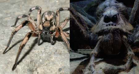 عنکبوت،طبیعت و محیط زیست،خبرهای علمی،اخبار علمی اخبار علمی,خبرهای علمی,طبیعت و محیط زیست,عنکبوت