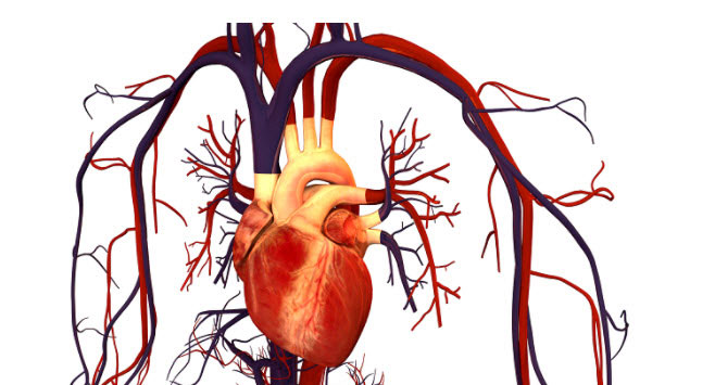 بدن انسان،خواندنی ها و دیدنی ها،خبرهای جالب،اخبار جالب اخبار جالب,خبرهای جالب,خواندنی ها و دیدنی ها,بدن انسان
