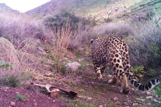 پلنگ ایرانی،طبیعت و محیط زیست،خبرهای علمی،اخبار علمی اخبار علمی,خبرهای علمی,طبیعت و محیط زیست,پلنگ ایرانی