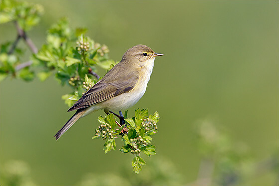 سسک بیدی،طبیعت و محیط زیست،خبرهای علمی،اخبار علمی اخبار علمی,خبرهای علمی,طبیعت و محیط زیست,سسک بیدی