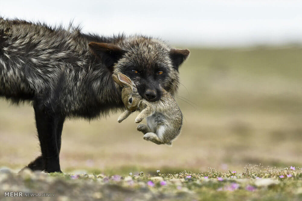 عکس شرکت کننده در مسابقه نشنال,تصاویرشرکت کننده در مسابقه نشنال, عکس شرکت کنندگان نشنال جغرافیک