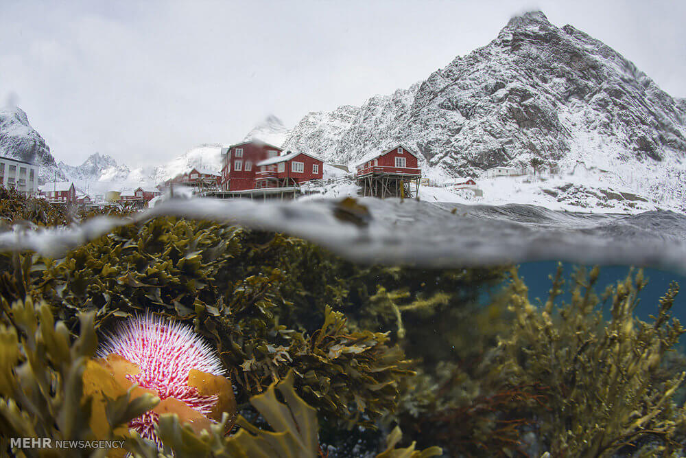 عکس شرکت کننده در مسابقه نشنال,تصاویرشرکت کننده در مسابقه نشنال, عکس شرکت کنندگان نشنال جغرافیک