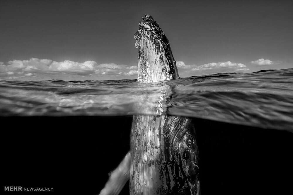 عکس شرکت کننده در مسابقه نشنال,تصاویرشرکت کننده در مسابقه نشنال, عکس شرکت کنندگان نشنال جغرافیک