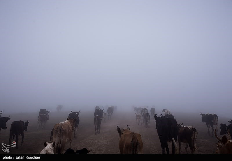 عکس های طبیعت روستای فیلبند استان مازندران,تصاویر طبیعت روستای فیلبند استان مازندران,عکس های ارتفاعات و جنگل های استان مازندران