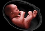 اخبار پزشکی,خبرهای پزشکی,تازه های پزشکی,جنین