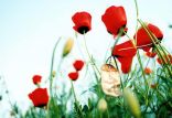 اخبار سیاسی,خبرهای سیاسی,اخبار سیاسی ایران,شهدا