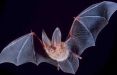 اخبار علمی,خبرهای علمی,طبیعت و محیط زیست,خفاش‌ها